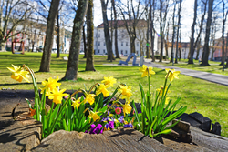 Blumen Frühjahr 2024 Die ersten bunten Blumen blühen in Spittal bereits