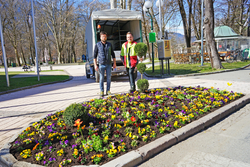 Die ersten Frühlingsblumen blühen bereits in Spittal. Am Foto: Gärtnermeister Daniel Santner (links) und Stephan Rosam (Mitarbeiter der Stadtgärtnerei)