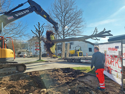 Bäume umpflanzen Die wertvollen Platanen wurden sorgfältig ausgegraben ...