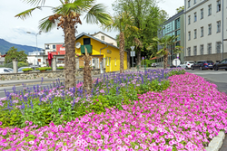 Blumen Sommer 2026 Blumen Sommer 2026